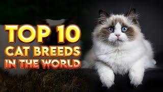 Explore the top 10 cat breeds in the world | Top 10