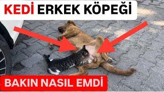 Kedi erkek köpeği bakın nasıl emdi . Köpek kediye sütünden verdi