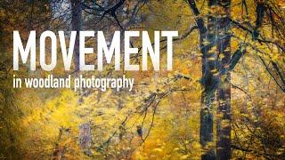 Woodland photography - Using natural movement to create more abstract images