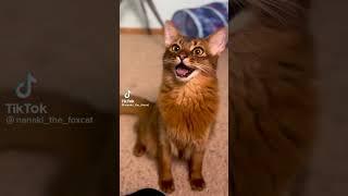 cats of tiktok