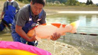 JUMBO KOI! Shintaro Jumbo Mud pond Harvest!