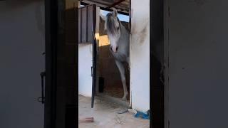 chased by a big horse 
