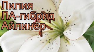 Лилия ла-гибрид Айлинер (lilium la-hybrids eyeliner)  обзор: как сажать, луковицы лилии Айлинер