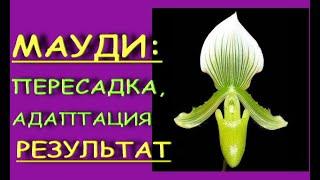 Орхидея ВЕНЕРИН БАШМАК:пересадка,РЕЗУЛЬТАТ.Пафиопедилум "МАУДИ" зеленый.Paphiopedilum Maudiae.