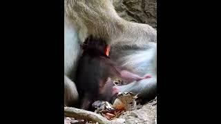 A little baby monkey very active get milk #monkey