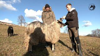 - VUK MI JE U PO BIJELA DANA UPAO U STADO I ODNIO NAJBOLJE JANJE -