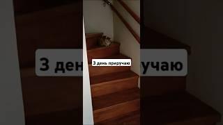 Дикая кошка Рыся из дикого леса