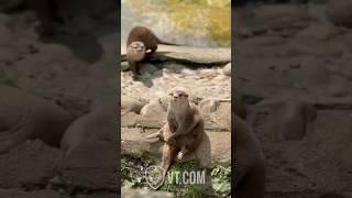 What Is This Otter Doing?! 