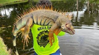 Florida wildlife services declared open season in Florida Hired to Bounty Hunt iguanas!