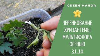 #Черенкование  хризантемы #мультифлора  осенью | Увеличиваем посадочный материал