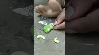Cashew nut processing || kaju काजू || kaju processing #kaju #cashewnut #shorts