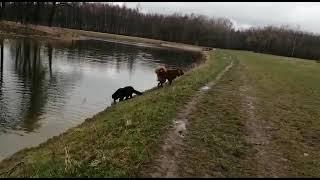 Монгольская овчарка банхар. Айдан с другом Наран Ханом. Часть 2.