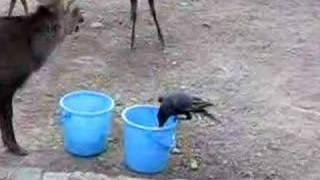 Smart Crow VS Stupid Deer