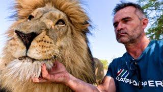 Lion Meets Bug | The Lion Whisperer