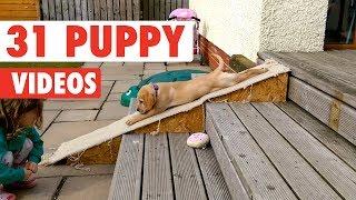 31 Funny Puppies | Funny Dog Video Compilation 2017