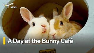 A Day at the Bunny Café | TaiwanPlus News