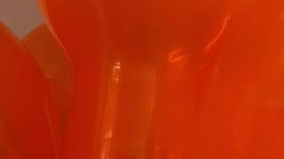 Gently pulling on a helium bouquet of crystal orange Qualatex 24 inch balloons