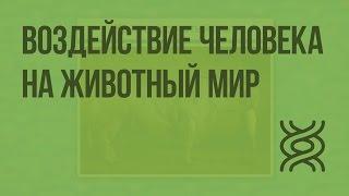 Воздействие человека на животный мир. Домашние животные. Видеоурок по биологии 7 класс