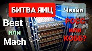 Какое инкубационное яйцо бройлера купить? / РОСС или КОББ? / BEST или MACH?