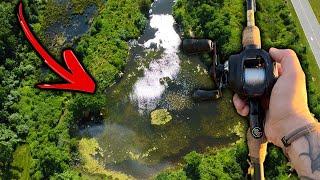 This TINY POND has SO Many Fish!!! (bass fishing)