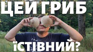 ЧИ Є У ПАРАСОЛЬКИ ВЕЛИКОЇ ДВІЙНИКИ? MACROLEPIOTA PROCERA