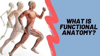 Learn Functional Anatomy To Design Better Exercises