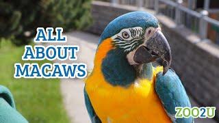 All About Macaws