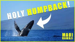 Huge Humpback Whale Breaches off the coast of Maui.