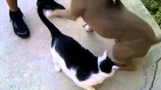 pitbull attacks cat