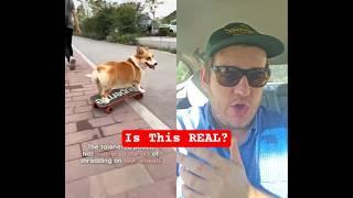 This AI Dog Ruined My Perception of Reality | #shorts #dog #comedy