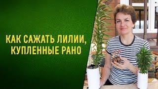 Как сажать лилии, купленные рано