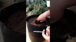 sulap 1 kentang kecil jd sekilo lebih kentang besar! #Tanduria #TipsTanduria #Kentang #Bibitkentang