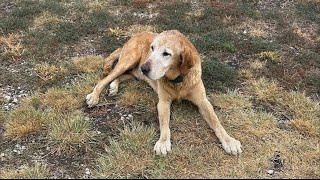 Animal Shelter Puts Down Dog Without Owner's Permission