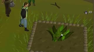 Is herb farming worth it? Loot from 100 ranarr seeds #osrs