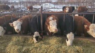 How we feed mini cattle in the winter