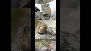 American pika, Ochotona princeps, is coprophagic – that means it eat its own feces, a study  #viral