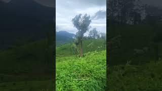 എത്ര സുന്ദരം...!!!! Nature#nature #kerala #shorts #youtubeshorts #trending #keralatourism #munnar