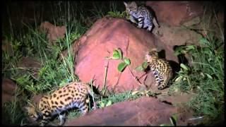 Wildlife Wonder-Black Footed Cats