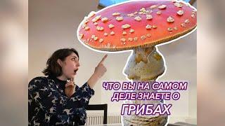 Грибные истории. Часть первая - Шляпочные грибы.