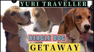 BEAGLE DOG YURI HER FIRST TIME BUNDOK | Cass Dale Tv | kaka sisters