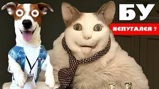 БУ испугался ► Собака vs Кот