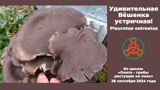 Удивительная Вёшенка устричная! Pleurotus ostreatus.