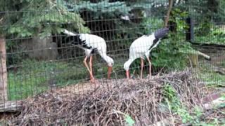 Bill-clapping courtship display by European White Storks