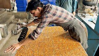 PEANUT CHIKKI MAKING SKILLS | Amazing Food Processing Live Moongfali Jaggery Bar Recipe. Street Food