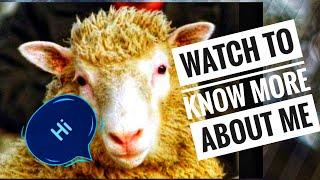 Who was Dolly/What is so special about Dolly the sheep?