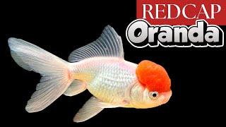 Redcap Oranda: The Best Fancy Goldfish for Beginners