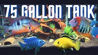 Top 5 Cichlid Tank Setups for a 75 Gallon Aquarium