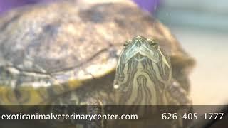Exotic Animal Veterinary Center - Short | Pasadena CA