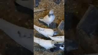Pakistani Pigeons Bradford