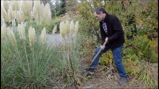 How To Move Pampas Grass in Full Flower